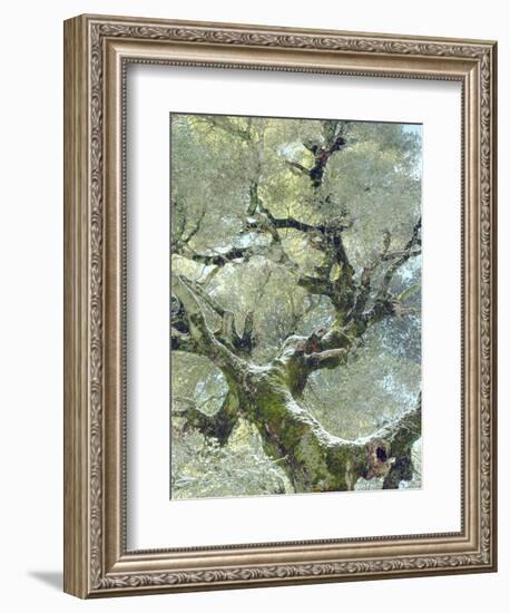 Snow and Moss on Live Oak Tree in Cuyamama Rancho State Park, California, USA-Christopher Talbot Frank-Framed Photographic Print