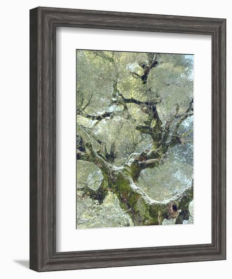 Snow and Moss on Live Oak Tree in Cuyamama Rancho State Park, California, USA-Christopher Talbot Frank-Framed Photographic Print