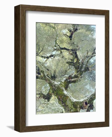 Snow and Moss on Live Oak Tree in Cuyamama Rancho State Park, California, USA-Christopher Talbot Frank-Framed Photographic Print