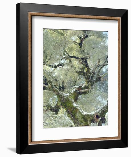 Snow and Moss on Live Oak Tree in Cuyamama Rancho State Park, California, USA-Christopher Talbot Frank-Framed Photographic Print