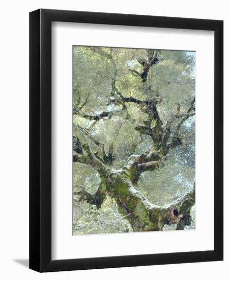 Snow and Moss on Live Oak Tree in Cuyamama Rancho State Park, California, USA-Christopher Talbot Frank-Framed Photographic Print