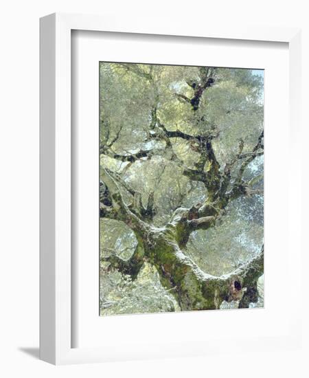 Snow and Moss on Live Oak Tree in Cuyamama Rancho State Park, California, USA-Christopher Talbot Frank-Framed Photographic Print