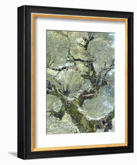 Snow and Moss on Live Oak Tree in Cuyamama Rancho State Park, California, USA-Christopher Talbot Frank-Framed Photographic Print