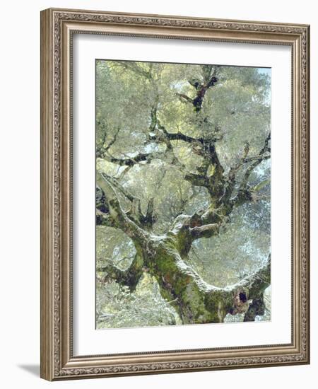 Snow and Moss on Live Oak Tree in Cuyamama Rancho State Park, California, USA-Christopher Talbot Frank-Framed Photographic Print