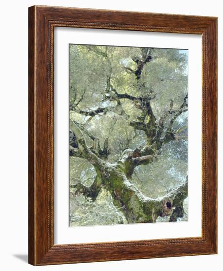 Snow and Moss on Live Oak Tree in Cuyamama Rancho State Park, California, USA-Christopher Talbot Frank-Framed Photographic Print