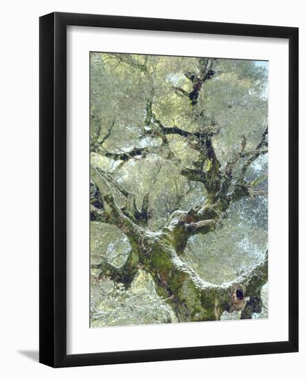 Snow and Moss on Live Oak Tree in Cuyamama Rancho State Park, California, USA-Christopher Talbot Frank-Framed Photographic Print