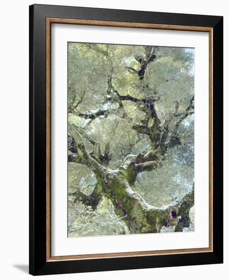 Snow and Moss on Live Oak Tree in Cuyamama Rancho State Park, California, USA-Christopher Talbot Frank-Framed Photographic Print