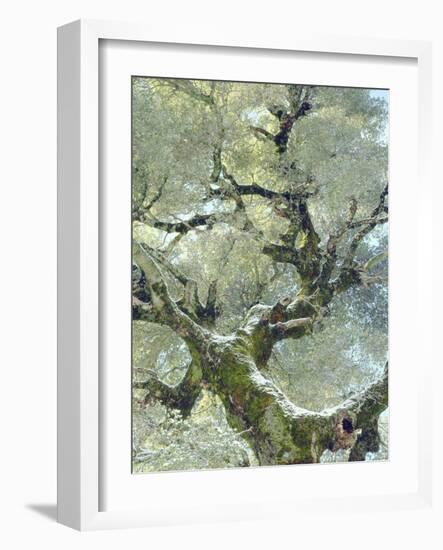 Snow and Moss on Live Oak Tree in Cuyamama Rancho State Park, California, USA-Christopher Talbot Frank-Framed Photographic Print