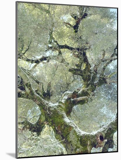 Snow and Moss on Live Oak Tree in Cuyamama Rancho State Park, California, USA-Christopher Talbot Frank-Mounted Photographic Print