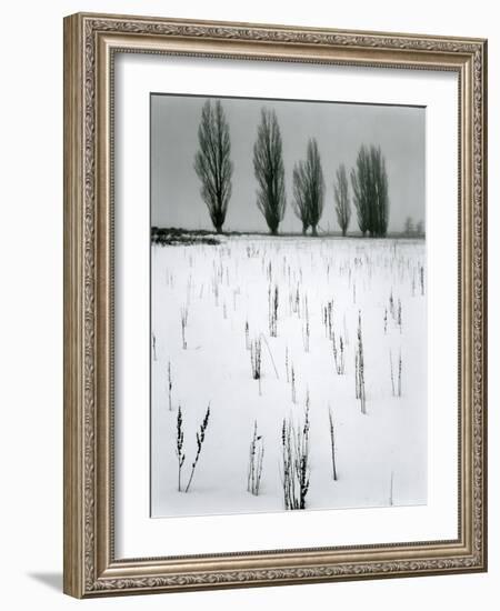 Snow and Trees, Mono Lake, California, c. 1960-Brett Weston-Framed Photographic Print