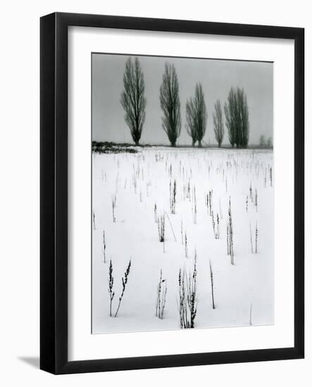 Snow and Trees, Mono Lake, California, c. 1960-Brett Weston-Framed Photographic Print