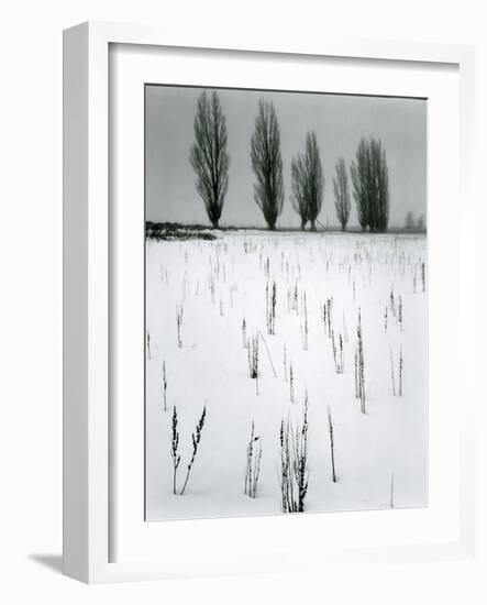 Snow and Trees, Mono Lake, California, c. 1960-Brett Weston-Framed Photographic Print