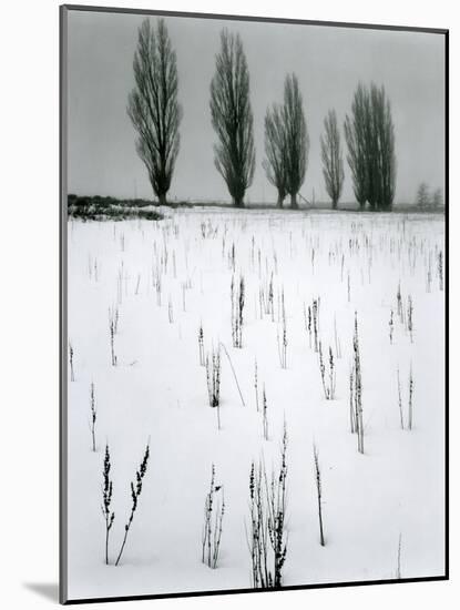 Snow and Trees, Mono Lake, California, c. 1960-Brett Weston-Mounted Photographic Print