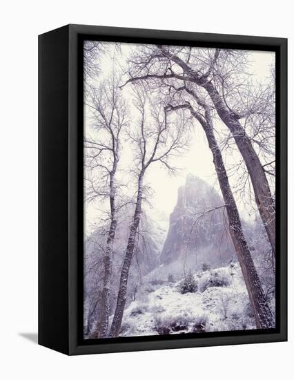 Snow at Zion National Park-Jim Zuckerman-Framed Premier Image Canvas