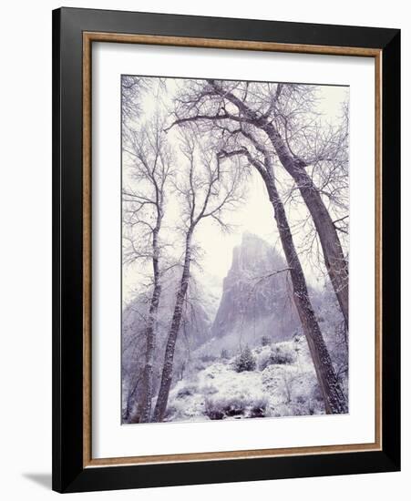 Snow at Zion National Park-Jim Zuckerman-Framed Photographic Print