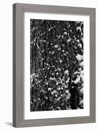 Snow Bark-Craig Howarth-Framed Photographic Print