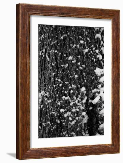 Snow Bark-Craig Howarth-Framed Photographic Print