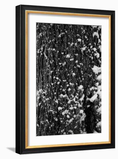 Snow Bark-Craig Howarth-Framed Photographic Print