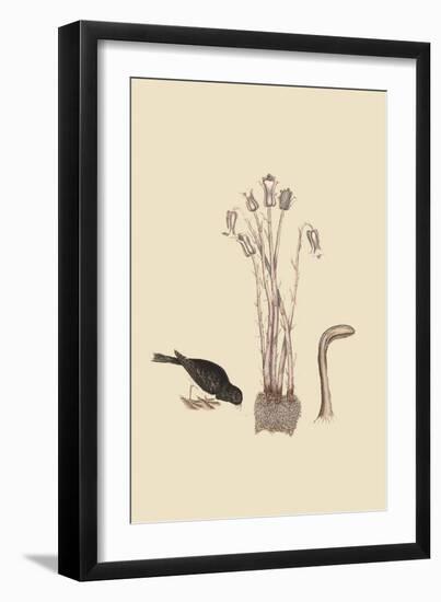 Snow Bird-Mark Catesby-Framed Art Print