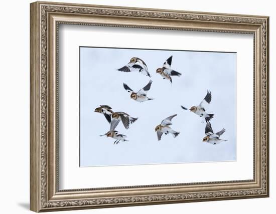 Snow bunting flock in flight, brown feathers visible, Iceland-Konrad Wothe-Framed Photographic Print