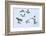 Snow bunting flock in flight, brown feathers visible, Iceland-Konrad Wothe-Framed Photographic Print