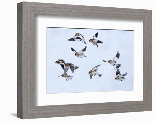 Snow bunting flock in flight, brown feathers visible, Iceland-Konrad Wothe-Framed Photographic Print