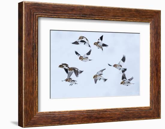 Snow bunting flock in flight, brown feathers visible, Iceland-Konrad Wothe-Framed Photographic Print