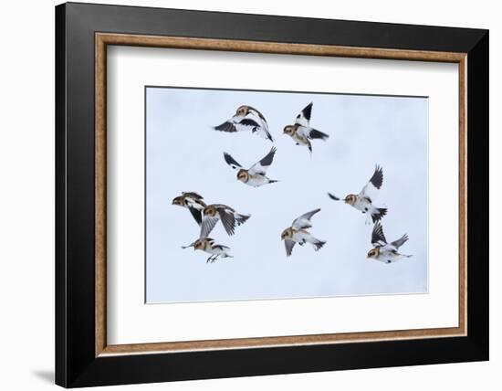 Snow bunting flock in flight, brown feathers visible, Iceland-Konrad Wothe-Framed Photographic Print