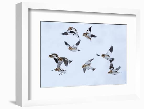 Snow bunting flock in flight, brown feathers visible, Iceland-Konrad Wothe-Framed Photographic Print