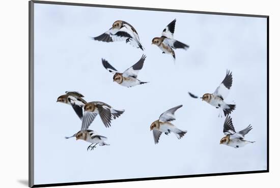 Snow bunting flock in flight, brown feathers visible, Iceland-Konrad Wothe-Mounted Photographic Print