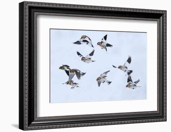 Snow bunting flock in flight, brown feathers visible, Iceland-Konrad Wothe-Framed Photographic Print