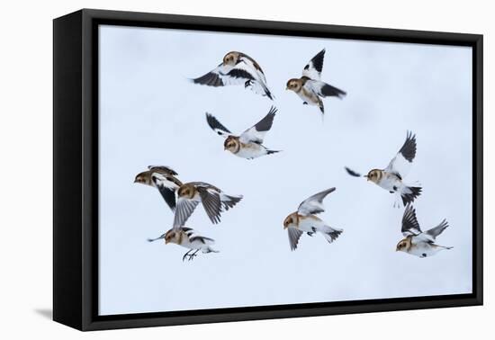 Snow bunting flock in flight, brown feathers visible, Iceland-Konrad Wothe-Framed Premier Image Canvas