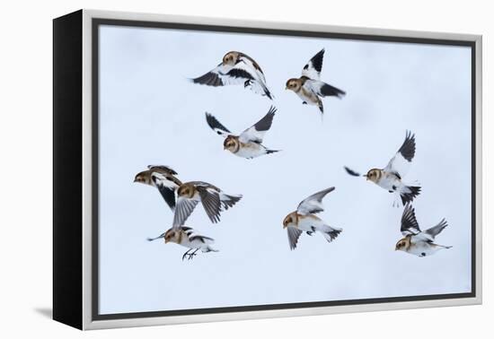 Snow bunting flock in flight, brown feathers visible, Iceland-Konrad Wothe-Framed Premier Image Canvas