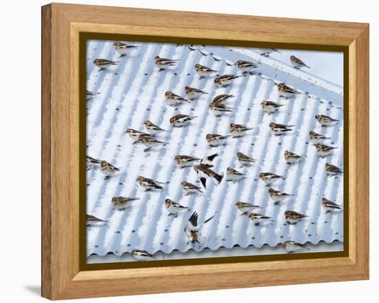 Snow bunting flock resting on a roof, Iceland-Konrad Wothe-Framed Premier Image Canvas