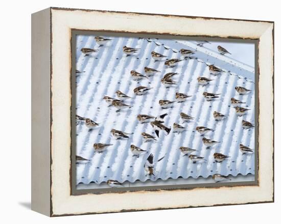 Snow bunting flock resting on a roof, Iceland-Konrad Wothe-Framed Premier Image Canvas