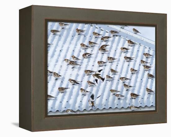 Snow bunting flock resting on a roof, Iceland-Konrad Wothe-Framed Premier Image Canvas