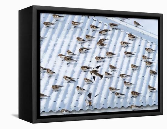 Snow bunting flock resting on a roof, Iceland-Konrad Wothe-Framed Premier Image Canvas