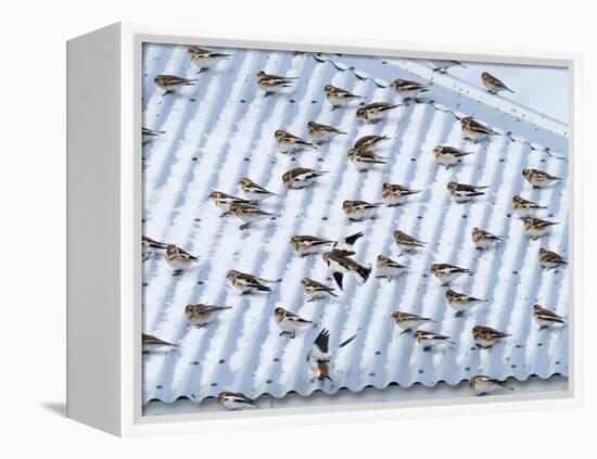 Snow bunting flock resting on a roof, Iceland-Konrad Wothe-Framed Premier Image Canvas