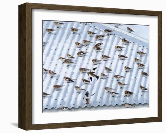 Snow bunting flock resting on a roof, Iceland-Konrad Wothe-Framed Photographic Print