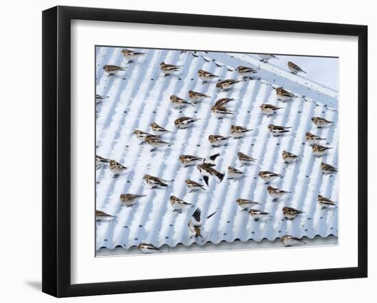 Snow bunting flock resting on a roof, Iceland-Konrad Wothe-Framed Photographic Print