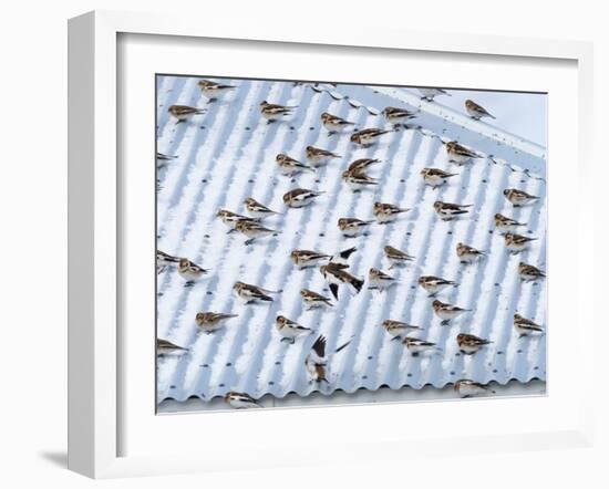 Snow bunting flock resting on a roof, Iceland-Konrad Wothe-Framed Photographic Print