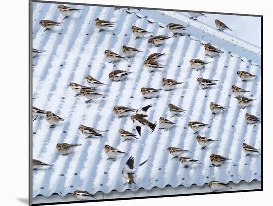 Snow bunting flock resting on a roof, Iceland-Konrad Wothe-Mounted Photographic Print