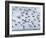 Snow bunting flock resting on a roof, Iceland-Konrad Wothe-Framed Photographic Print