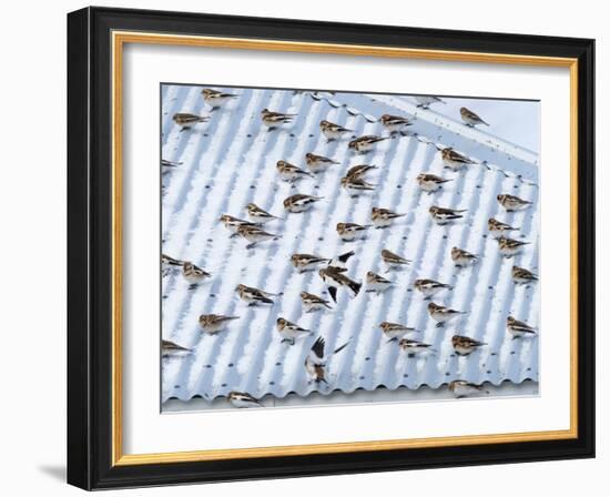 Snow bunting flock resting on a roof, Iceland-Konrad Wothe-Framed Photographic Print