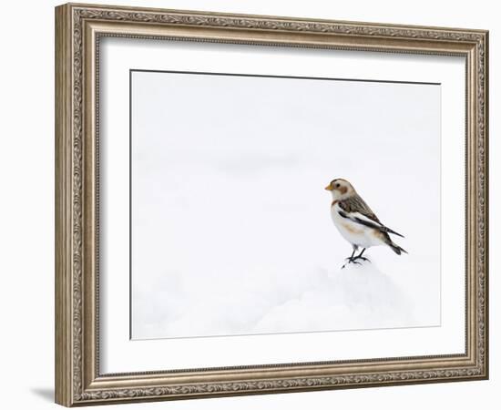 Snow Bunting in Snow, Cairngorms, Scotland, UK-Andy Sands-Framed Photographic Print