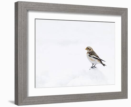 Snow Bunting in Snow, Cairngorms, Scotland, UK-Andy Sands-Framed Photographic Print