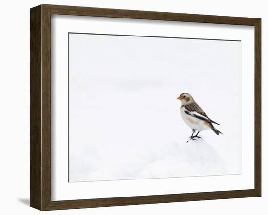 Snow Bunting in Snow, Cairngorms, Scotland, UK-Andy Sands-Framed Photographic Print