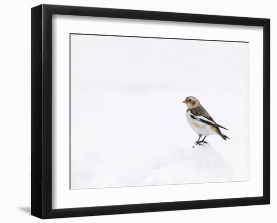 Snow Bunting in Snow, Cairngorms, Scotland, UK-Andy Sands-Framed Photographic Print