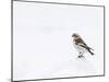 Snow Bunting in Snow, Cairngorms, Scotland, UK-Andy Sands-Mounted Photographic Print