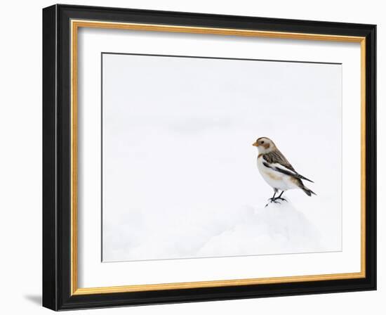 Snow Bunting in Snow, Cairngorms, Scotland, UK-Andy Sands-Framed Photographic Print